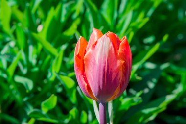 Çok renkli lale bahçede büyüyen