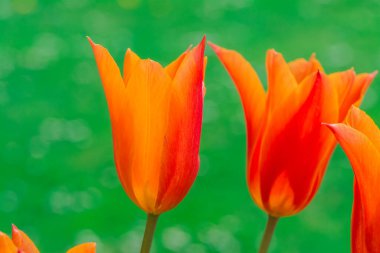 Çok renkli lale bahçede büyüyen