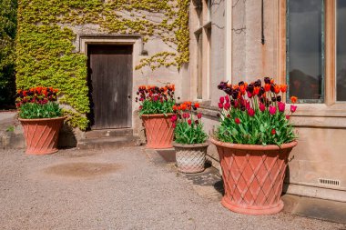 Çok renkli lale bahçede büyüyen