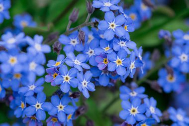 Myosotis alpestris - güzel küçük mavi çiçekler - unut beni