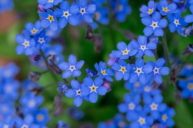 Myosotis alpestris - güzel küçük mavi çiçekler - unut beni