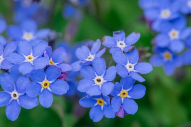 Myosotis alpestris - güzel küçük mavi çiçekler - unut beni