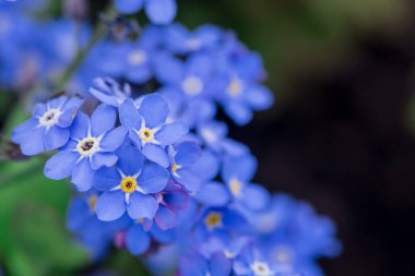 Myosotis alpestris - güzel küçük mavi çiçekler - unut beni