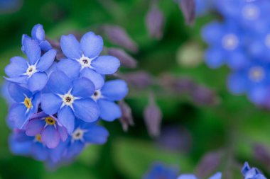 Myosotis alpestris - güzel küçük mavi çiçekler - unut beni