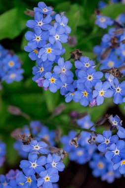 Myosotis alpestris - güzel küçük mavi çiçekler - unut beni
