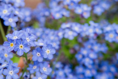 Myosotis alpestris - güzel küçük mavi çiçekler - unut beni