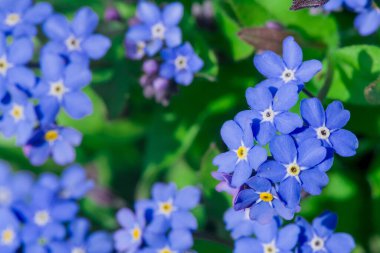 Myosotis alpestris - güzel küçük mavi çiçekler - unut beni