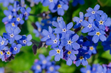 Myosotis alpestris - güzel küçük mavi çiçekler - unut beni