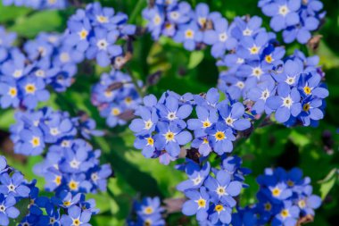 Myosotis alpestris - güzel küçük mavi çiçekler - unut beni
