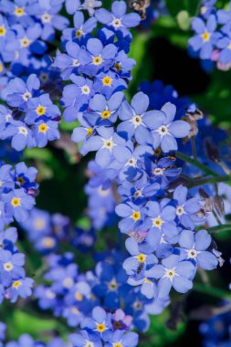 Myosotis alpestris - güzel küçük mavi çiçekler - unut beni