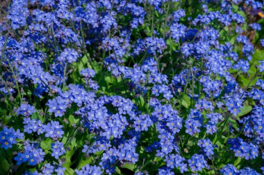 Myosotis alpestris - güzel küçük mavi çiçekler - unut beni