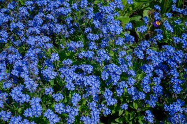 Myosotis alpestris - güzel küçük mavi çiçekler - unut beni