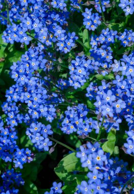 Myosotis alpestris - güzel küçük mavi çiçekler - unut beni