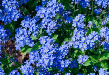 Myosotis alpestris - güzel küçük mavi çiçekler - unut beni