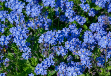 Myosotis alpestris - güzel küçük mavi çiçekler - unut beni