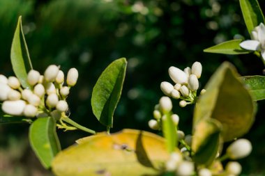 portakal ağacı çiçek azahar yağdırdığı dal olarak bilinen,