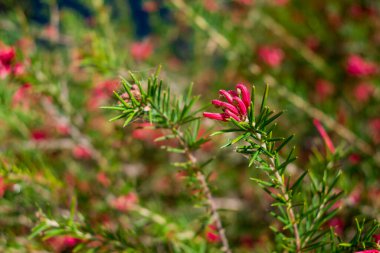 Pembe Çin püskülleri, güneş altında parlayan sangria çiçekleri.