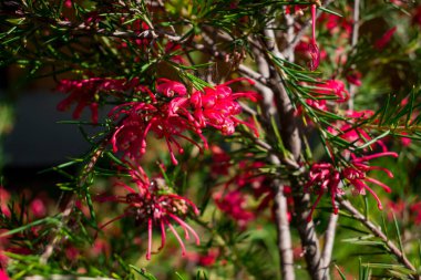 Pembe Çin püskülleri, güneş altında parlayan sangria çiçekleri.