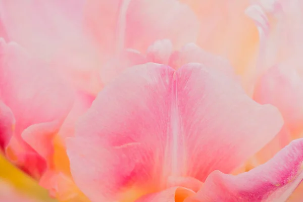 Різнокольорові Тюльпани Ростуть Саду — стокове фото