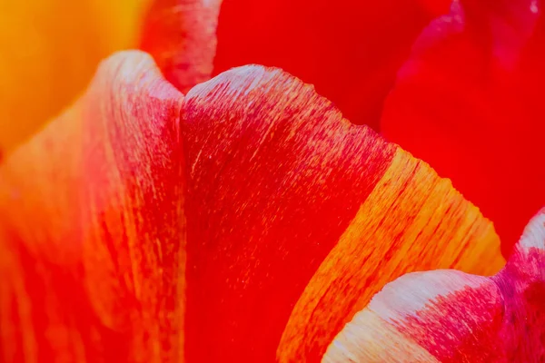 Саду Растут Разноцветные Тюльпаны — стоковое фото