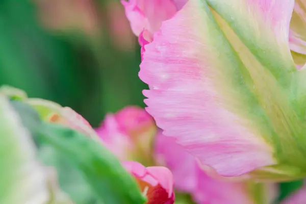 stock image Multicolored tulips growing in the garden_-15.dng