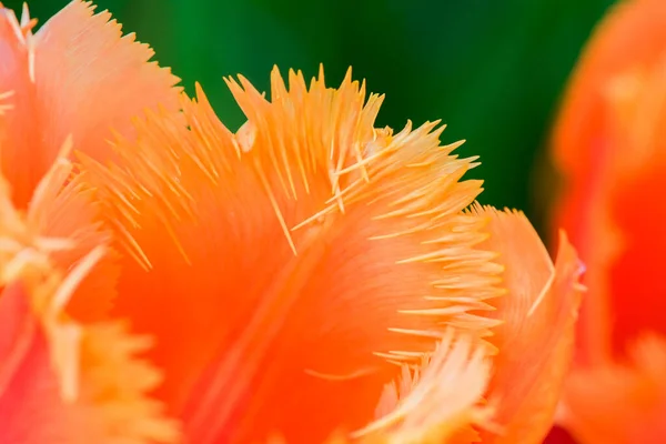Bahçede Büyüyen Çok Renkli Laleler Dng — Stok fotoğraf