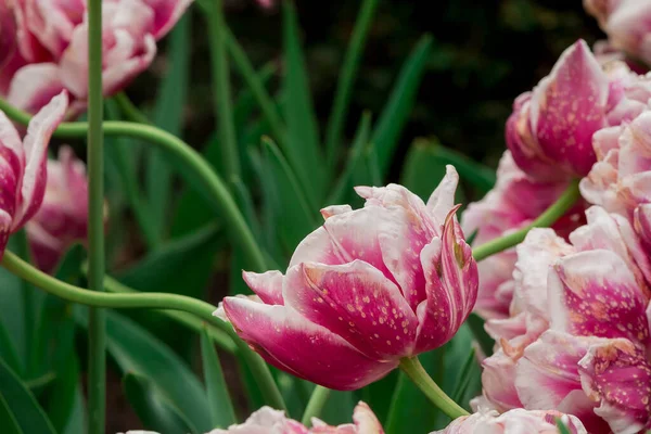 Veelkleurige Tulpen Groeien Tuin Dng — Stockfoto