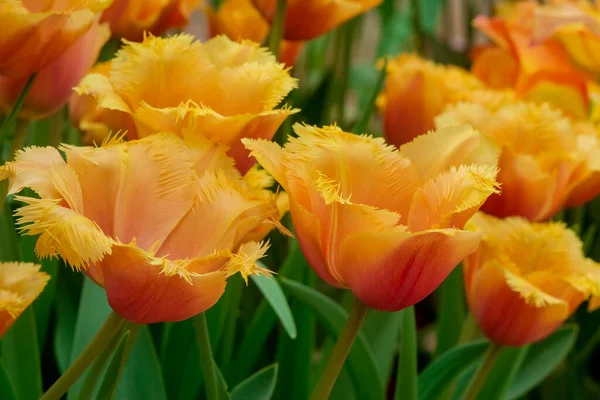 Tulipes Multicolores Poussant Dans Jardin Dng — Photo
