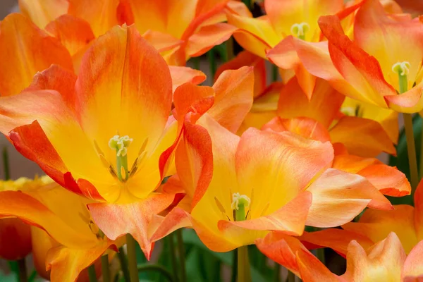Tulipanes Multicolores Creciendo Jardín Dng — Foto de Stock