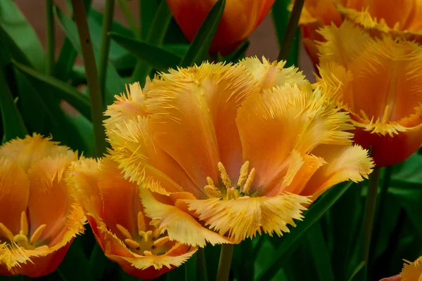Tulipani Multicolori Che Crescono Nel Giardino Dng — Foto Stock