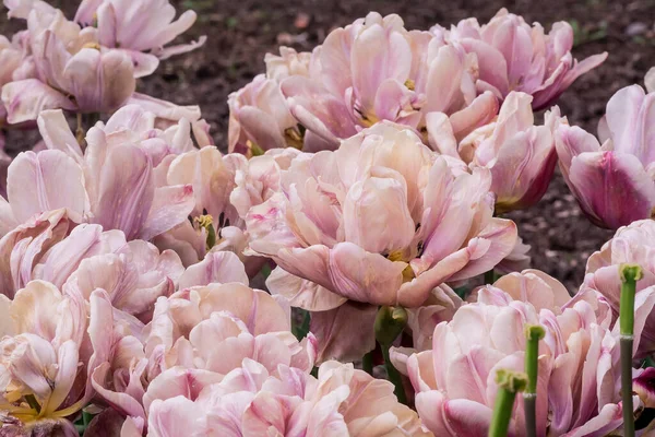 Bunte Tulpen Wachsen Garten — Stockfoto