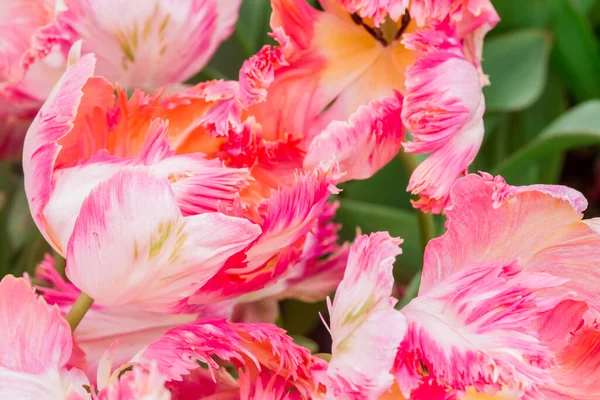 Des Tulipes Multicolores Poussant Dans Jardin — Photo