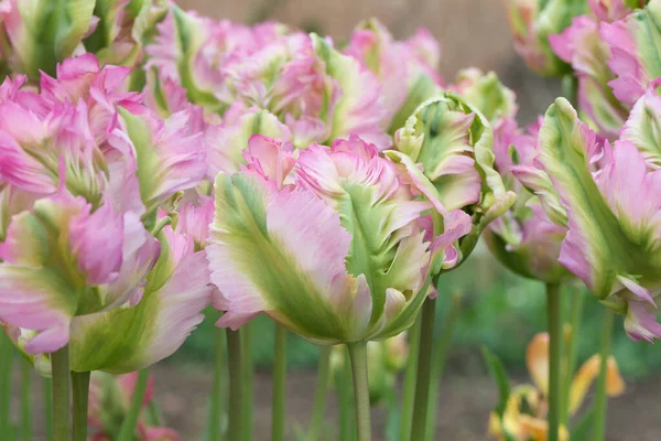 Tulipany Wielobarwny Rosnące Ogrodzie — Zdjęcie stockowe