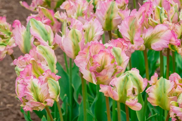 Stock image Multicolored tulips growing in the garden