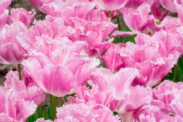 Саду Растут Разноцветные Тюльпаны — стоковое фото
