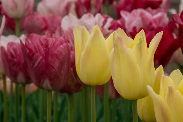 Des Tulipes Multicolores Poussant Dans Jardin — Photo