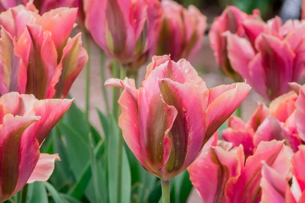 stock image Multicolored tulips growing in the garden