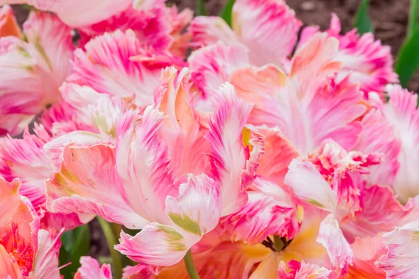 stock image Multicolored tulips growing in the garden