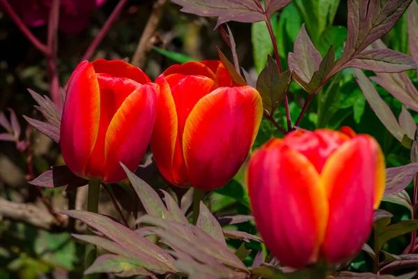 Çok Renkli Lale Bahçede Büyüyen — Stok fotoğraf