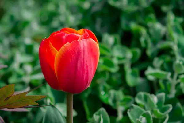 stock image Multicolored tulips growing in the garden