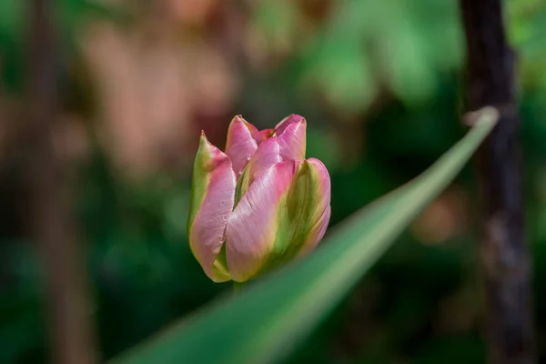 Stock image Multicolored tulips growing in the garden