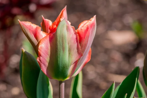 Bunte Tulpen Wachsen Garten — Stockfoto