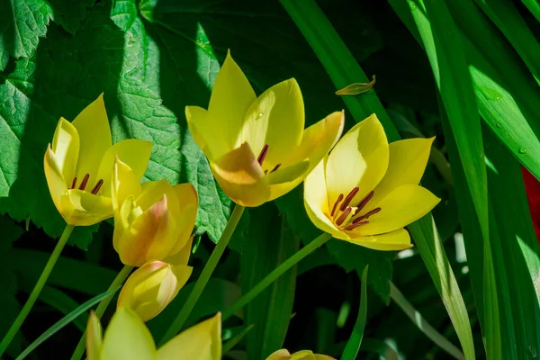 Tulipanes Multicolores Creciendo Jardín —  Fotos de Stock