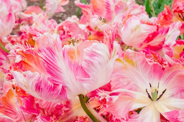 Tulipanes Multicolores Creciendo Jardín — Foto de Stock