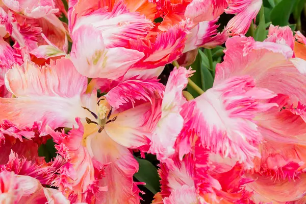 Stock image Multicolored tulips growing in the garden