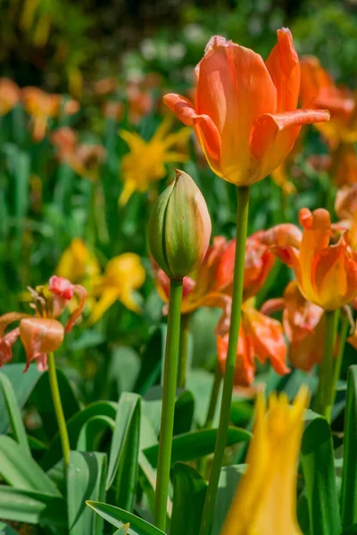 Çok Renkli Lale Bahçede Büyüyen — Stok fotoğraf