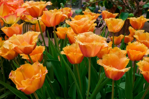 Tulipani Multicolori Che Crescono Giardino — Foto Stock