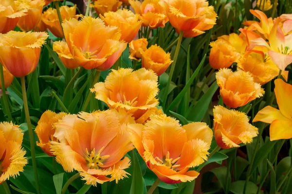 Різнокольорові Тюльпани Ростуть Саду — стокове фото