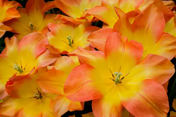 Multicolored Tulips Growing Garden — Stock Photo, Image