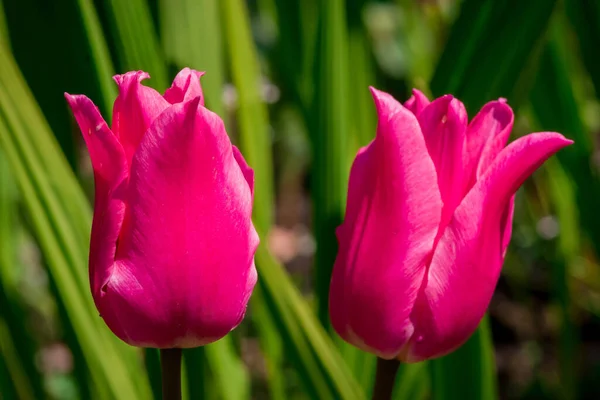 Multicolored Tulips Growing Garden — Stock Photo, Image